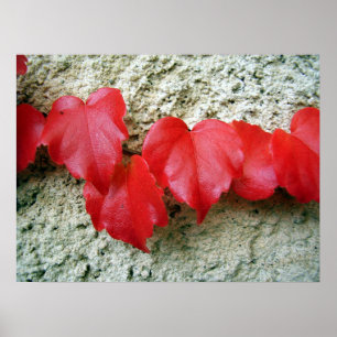 Virginia Creeper Leaves Poster