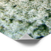 Virginia Creeper Leaves Poster (Hoek)