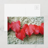 Virginia Creeper verlaat Briefkaart (Voorkant / Achterkant)