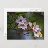 Virginia Dogwood Briefkaart (Voorkant / Achterkant)