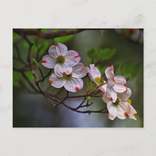 Virginia Dogwood Briefkaart (Voorkant)