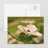 Virginia Dogwood Briefkaart (Voorkant / Achterkant)