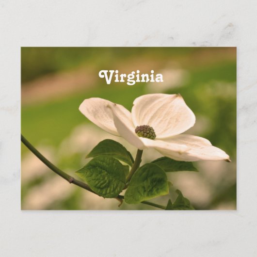 Virginia Dogwood Briefkaart (Voorkant)