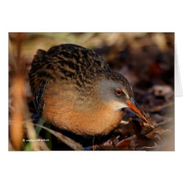 Virginia Rail in de onderborstel