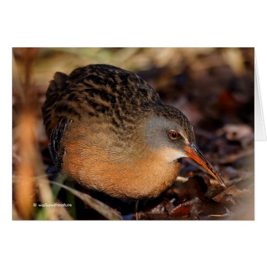 Virginia Rail in de onderborstel (Voorkant Horizontaal)