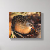 Virginia Rail in de onderborstel Canvas Afdruk (Voorkant)