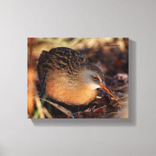 Virginia Rail in de onderborstel Canvas Afdruk (Voorkant)