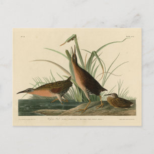 Virginia Rail van Audubon's Birds of America Briefkaart