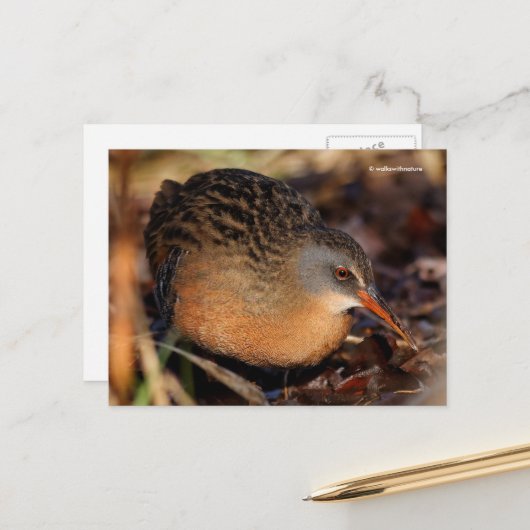 Virginia Rail Waterbird in Underborstel Briefkaart (Voorkant / Achterkant in situ)