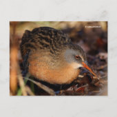 Virginia Rail Waterbird in Underborstel Briefkaart (Voorkant)