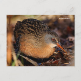 Virginia Rail Waterbird in Underborstel Briefkaart