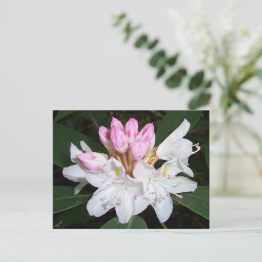 Virginia Rhododendron Briefkaart (Staand voorkant)