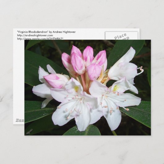 Virginia Rhododendron Briefkaart (Voorkant / Achterkant)