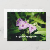 Virginia Spiderwort Briefkaart (Voorkant / Achterkant)