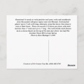 Virginia Spiderwort Briefkaart (Achterkant)