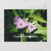 Virginia Spiderwort Briefkaart (Voorkant)