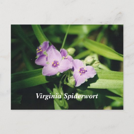 Virginia Spiderwort Briefkaart (Voorkant)