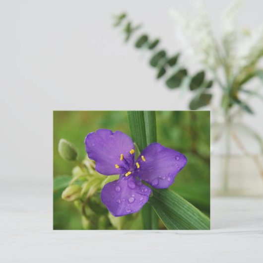 Virginia Spiderwort Flower briefkaart (Staand voorkant)