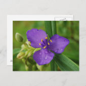 Virginia Spiderwort Flower briefkaart (Voorkant / Achterkant)