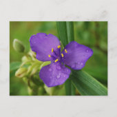 Virginia Spiderwort Flower briefkaart (Voorkant)