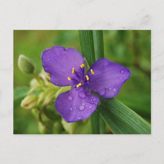 Virginia Spiderwort Flower briefkaart (Voorkant)
