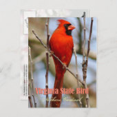 Virginia State Bird - Northern Kardinaal Briefkaart (Voorkant / Achterkant)