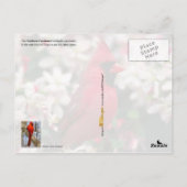 Virginia State Bird - Northern Kardinaal Briefkaart (Achterkant)