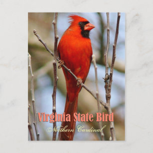 Virginia State Bird - Northern Kardinaal Briefkaart