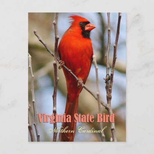 Virginia State Bird - Northern Kardinaal Briefkaart (Voorkant)