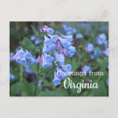 Virginia State Bluebell Flowers Briefkaart (Voorkant)