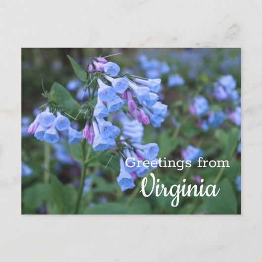 Virginia State Bluebell Flowers Briefkaart (Voorkant)