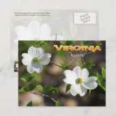 Virginia State Flower: Dogwood bloem Briefkaart (Voorkant / Achterkant)