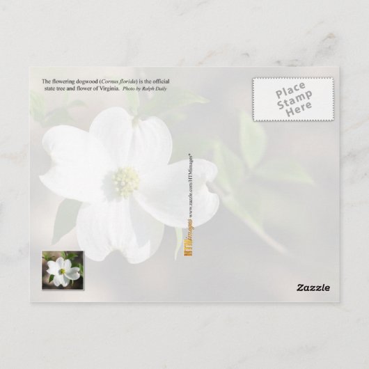 Virginia State Flower: Dogwood bloem Briefkaart (Achterkant)