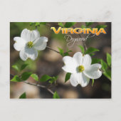 Virginia State Flower: Dogwood bloem Briefkaart (Voorkant)