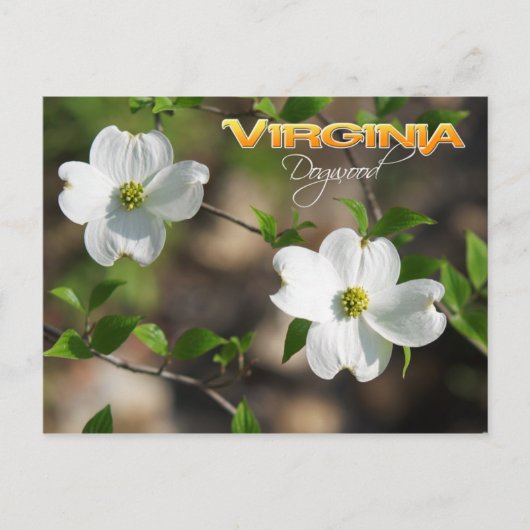 Virginia State Flower: Dogwood bloem Briefkaart (Voorkant)