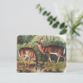 Virginiaanse deer (Cervus Virginianus) Illustratie Briefkaart (Staand voorkant)