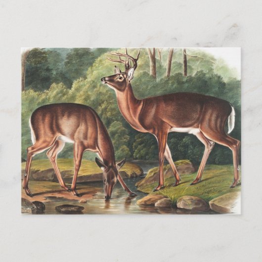 Virginiaanse deer (Cervus Virginianus) Illustratie Briefkaart (Voorkant)