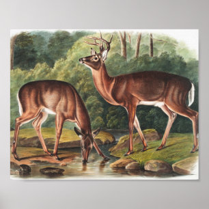 Virginiaanse deer (Cervus Virginianus) Illustratie Poster