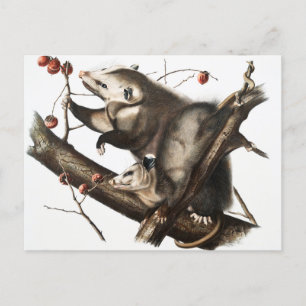Virginiaanse Opossum Didelphis Virginia Illustrati Briefkaart