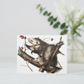 Virginiaanse Opossum Didelphis Virginia Illustrati Briefkaart (Staand voorkant)