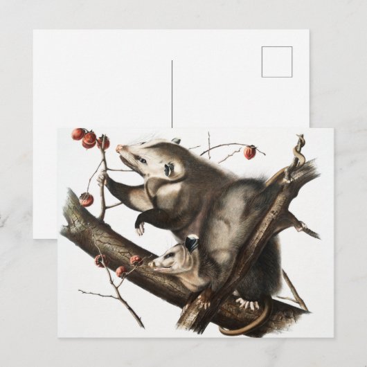 Virginiaanse Opossum Didelphis Virginia Illustrati Briefkaart (Voorkant / Achterkant)