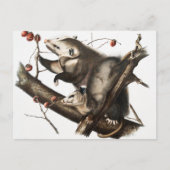 Virginiaanse Opossum Didelphis Virginia Illustrati Briefkaart (Voorkant)