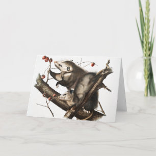 Virginiaanse Opossum Didelphis Virginia Illustrati Kaart