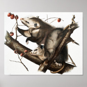 Virginiaanse Opossum Didelphis Virginia Illustrati Poster