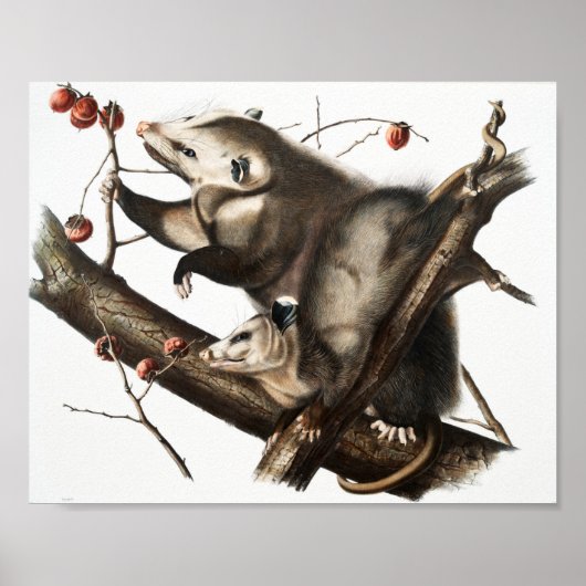 Virginiaanse Opossum Didelphis Virginia Illustrati Poster (Voorkant)