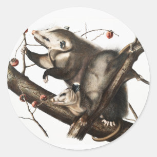 Virginiaanse Opossum Didelphis Virginia Illustrati Ronde Sticker