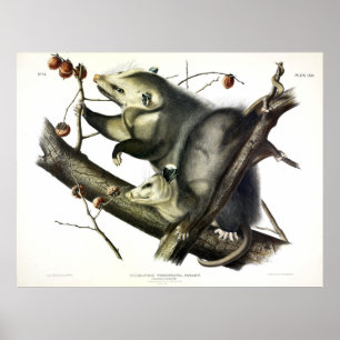 Virginian Opossum (Didelphis Virginiana) van Audub Poster