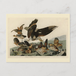 Virginianische patrijs, Amerikaanse vogelvogels va Briefkaart