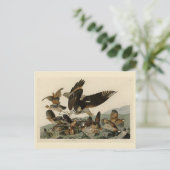 Virginianische patrijs, Amerikaanse vogelvogels va Briefkaart (Staand voorkant)