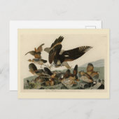 Virginianische patrijs, Amerikaanse vogelvogels va Briefkaart (Voorkant / Achterkant)